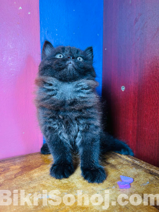 Pursian cat